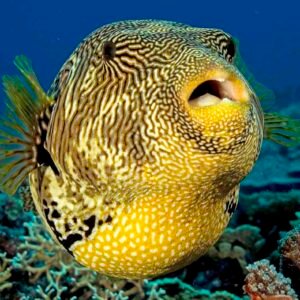 Peixe